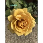 《桃樂斯農園》黃金芥末Golden Mustard 玫瑰花苗扦插苗