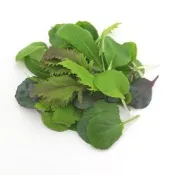 Baby Leaf嫩葉生菜種子~和風盛夏野菜~日系野菜 × 羽衣甘藍，打造耐熱、易種又養生的夏季輕食