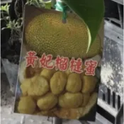 ★綠霖園藝★黃妃榴槤蜜榴槤蜜 嫁接苗高度60公分 觀賞植物/水果樹苗/新興果樹/果苗/嫁接/植物/盆栽