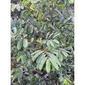 羅李亮果（山刺番荔枝)新鮮葉片,宜蘭三星山上自然農法種植，不用農藥，不用化學肥料，自然成長。
