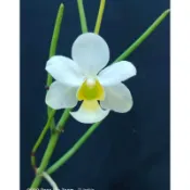 【蘭蕨雨林】Vanda teres var. alba，鐵力士白變種(鐵釘萬代蘭) 。