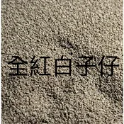 全紅白子仔 10+1專用沉底飼料