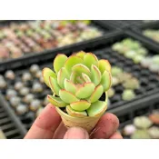 晨露 - Wayne多肉/一吋盆多肉/多肉植物/婚禮小物/組盆/療癒小物/韓肉品種