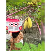 新品種矮種，黃金木瓜