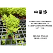 心栽花坊-金星蕨/普通針毛蕨/粗毛金星蕨/3吋/綠化植物/室內植物/觀葉植物/蕨類/特價60