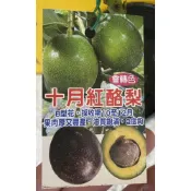 ★綠霖園藝★十月紅酪梨嫁接苗高度50公分  水果樹苗/觀賞植物/水果樹苗/新興果樹/果苗/嫁接/植物/盆栽