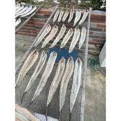 🌊澎湖海鮮🌊⋯「錢鰻乾」澎湖特色名產，每盒300公克裝，以去頭去尾，鰻魚身切塊裝盒真空⋯