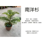 心栽花坊-南洋杉/小葉南洋杉/限量/6吋盆/松杉柏檜/綠化環境/綠離植物/聖誕節必備/售價280特價250
