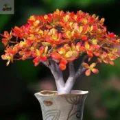 矮化日式盆栽姬紅花月紅葉玉樹多肉種子盆栽多頭群生老樁黃金花月肉花卉種子果樹苗高產植物種子