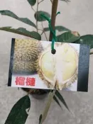 ╭＊田尾玫瑰園＊╯水果苗(榴槤)種子苗 .高50cm500元