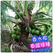 頂級泰國✅香水椰✅【矮種】好吃多汁+快速產果 盆栽 椰子 矮椰子 樹苗 盆栽 矮生盆栽 水果苗 矮種椰子 矮化盆栽 水果
