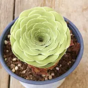 ↠有植感↞▮黃酒杯▮ 酒杯山地玫瑰 韓國多肉 山地玫瑰多肉 多肉植物 多肉 景天科  多肉 觀葉植物 山玫系列