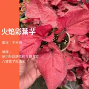 3吋 火焰皇后彩葉芋 火燄皇后 彩葉芋 粗肋草 觀葉植物 網紅植物 室內植物 綠化盆栽 陽台植物 高級植物