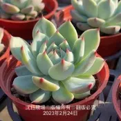 沅鈺農場   多肉植物   桃太郎