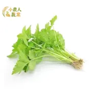 現貨隔日寄 關西山芹菜種子 鴨兒芹 三葉芹 日式料理靈魂香草 陽台盆栽  新鮮現採入菜 提香增味必備 新手也能輕鬆豐收