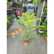 霏霏園藝5‘’南洋杉，批220元