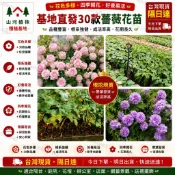 台灣現貨 🌹【30款爬藤薔薇苗】🌹 玫瑰苗 藤本月季四季開花木香花大遊行詹森藤彩虹粉龍多頭玫瑰花種子濃香型觀賞花卉