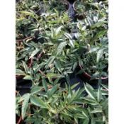 芳香萬壽菊（3寸盆）
