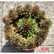 多肉植物-卷絹（穴盤苗不附花牌）-慈碩農場