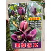 墨紫 含笑花 ｜7吋盆～多年生香花小喬木⋯