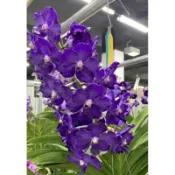 大眾蘭園 萬代蘭 Vanda Pleonpit Blue