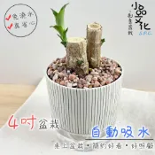 小品文化｜巴西鐵樹｜4吋仿瓷免澆水盆栽｜室內植物 室內桌上盆栽 懶人盆栽 吸水盆栽 水培植物 水培盆栽 室內盆栽
