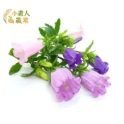 現貨隔日寄 混色風鈴花種子 陽台庭院裝飾花卉 多年生易栽培 台灣氣候四季可種 居家園藝DIY 享受拈花惹草樂趣