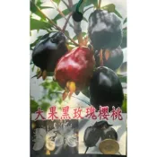 雲秀水果苗-大果黑玫瑰櫻桃苗4吋盆