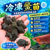 🐠冷凍小鱉🐠 大型魚飼料  冷凍鱉苗  冷凍真空包裝