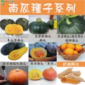 【花園城堡】南瓜種子系列 西洋南瓜 千歲栗子南瓜 朱安 迷你胭脂紅南瓜 愛碧斯南瓜 椪柑南瓜  奶油南瓜 木瓜型南瓜