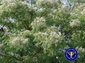 ╭＊田尾玫瑰園＊╯優良樹種(苦楝)-春天開紫色的花，具香味