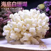 不二雜貨 魚缸造景白珊瑚水族箱裝飾擺件