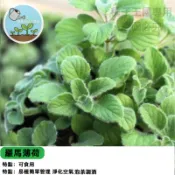 羅馬薄荷種子  進口香草 泡茶專用薄荷 可食用香草植物 廚房香草盆栽 療癒紓壓 易種好養 室內陽台皆宜