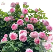 一元一粒日式園藝造景月季大花薔薇花苗濃香庭院爬藤植物玫瑰爬藤四季易種爬藤植物花卉陽臺庭院花苗微型盆栽矮化種子