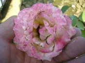 ╭＊田尾玫瑰園＊╯香花植物-玫瑰-(鍾愛一生)