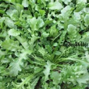 ✨超低價~薺薺菜種子（多入裝）野薺菜種籽野菜種子 護生草 田邊草 包餃子野菜 家庭菜園 陽台盆栽 耐熱易種 生長快速