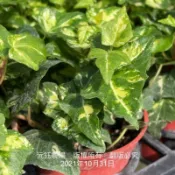 沅鈺農場　觀葉植物　撒金斑葉常春藤（現場採購須先告知）