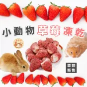 小動物草莓凍乾 草莓凍乾 單顆販售 寵物零食 小寵點心 動物果乾 鼠兔零食 小寵物水果乾