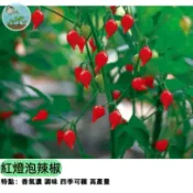 🌶️【網美打卡必種】紅燈泡辣椒種子 超可愛燈泡造型辣椒 可食用觀賞兩用 陽台盆栽豐收 結果期長 辣度適中 入菜裝飾都百搭