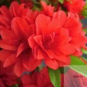 🌱 杜鵑花種子 珍珠杜鵑花種子 盆栽杜鵑花 多色杜鵑花種子 花卉種子 鮮花種植 小院陽台種子 適合春天花卉種植