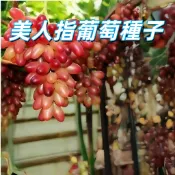 【美人指葡萄種子】 鮮食葡萄 盆栽 庭院 果樹 種子 台灣現貨 高發芽率 易種 好養 觀賞 食用 自種 陽台 園藝