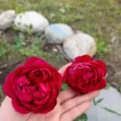 玫瑰花苗（秋日胭脂）月季 薔薇 玫瑰花 3~4吋盆