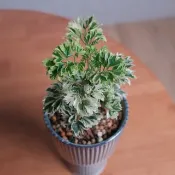 羽葉福祿桐/辦公室植物/室內植物