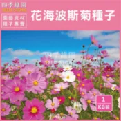 波斯菊種子1kg(綜合色)~ 大波斯菊 全年可種、景觀花海專用!!【四季綠園】