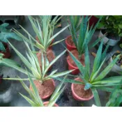 🎄綠世界🎄觀葉植物🎄綠葉、斑葉尤加🎄5/6吋盆🎄