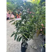 金棗樹苗高度約80cm左右