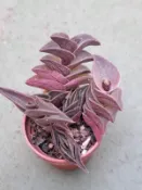 開心多肉~1吋盆 多肉植物 組盆 【重扇】(含土含盆寄出)(實物拍攝)