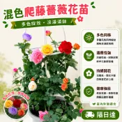 【盆栽地栽｜輕鬆爆盆】大花爬藤薔薇花苗 帶葉子出貨 月季花苗 耐熱耐病 濃香庭院植物 陽臺花卉 玫瑰花苗 成活率高