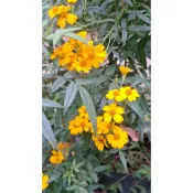 🌿 芳香萬壽菊 扦插枝條（無根）🌿天然香氣植物｜陽台盆栽｜庭園香草首選