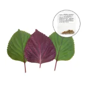 (店+)【蔬菜之家】A74-1.韓國雙色芝麻葉種子0.25克約60顆)(韓國料理中不可或缺的食材，可搭配烤肉一起食用